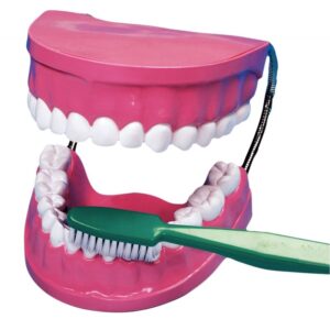 La bouche – les dents + brosse à dent géante