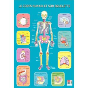 Poster Pédagogique en PVC 76x52cm – Thème Le Squelette