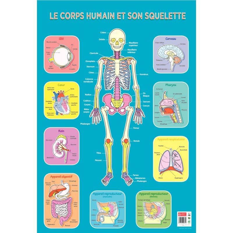 Poster Pédagogique en PVC 76x52cm – Thème Le Squelette