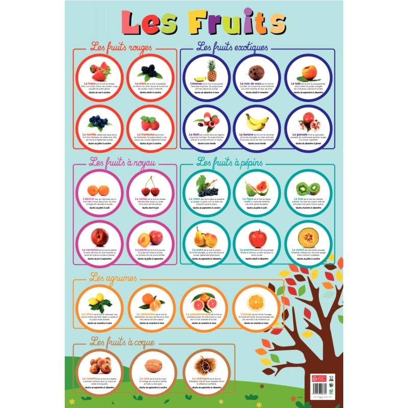 Poster Pédagogique en PVC 76x52cm – Thème Les Fruits