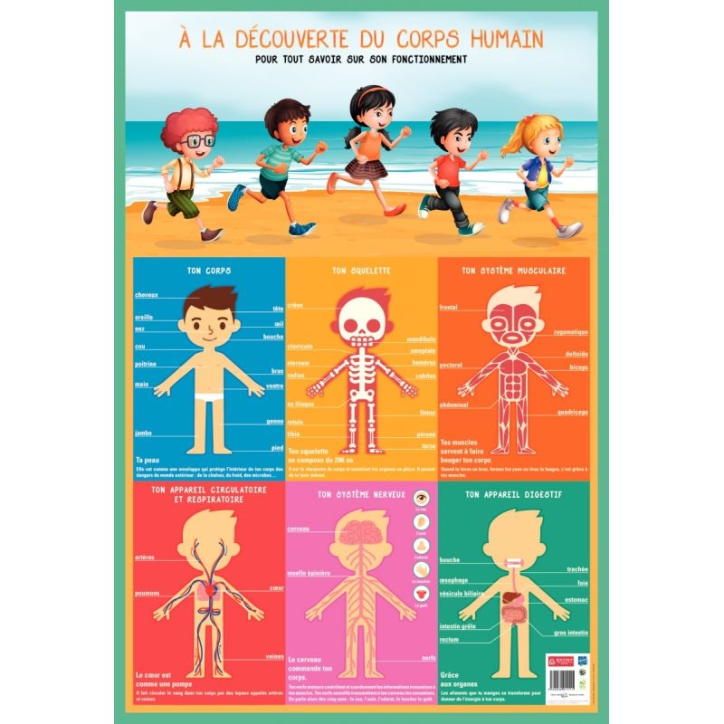 Poster PVC 76×52 cm le corps humain