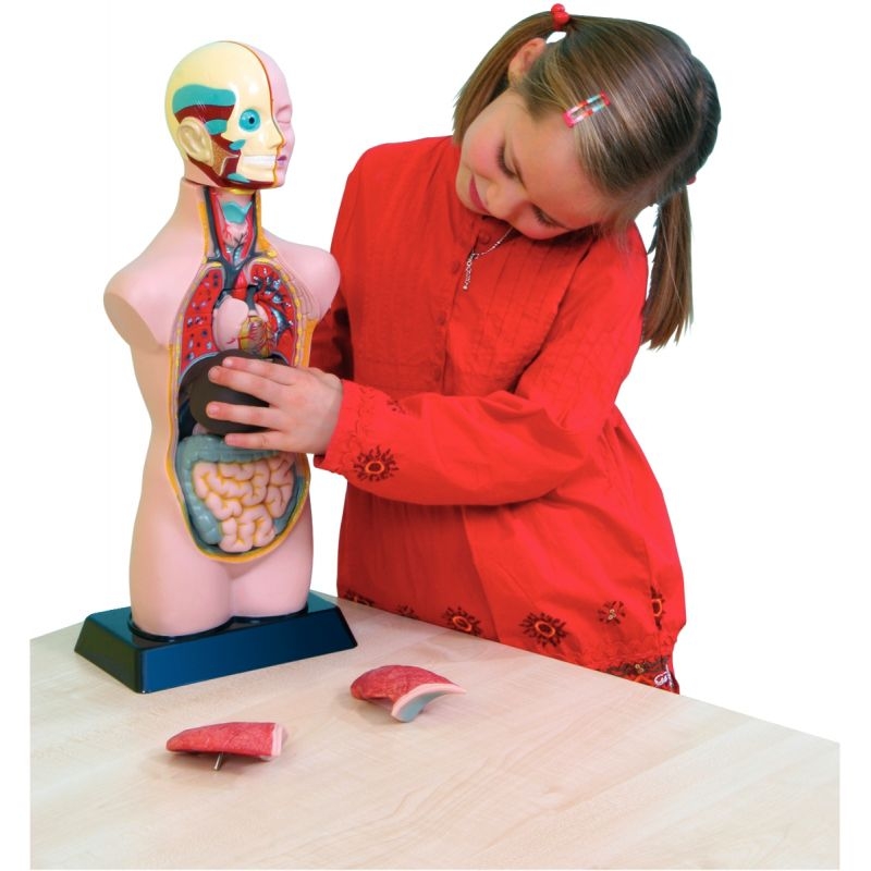 Set d’anatomie