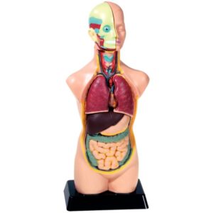Set d’anatomie