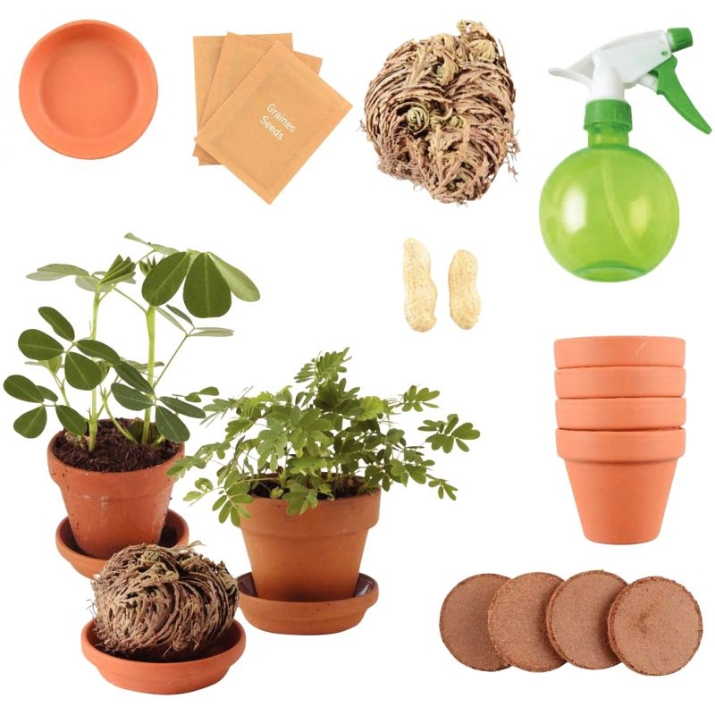 Set de 5 plantes extraordinaires