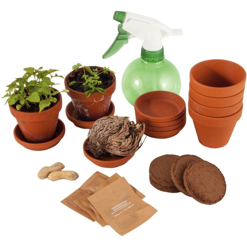 Set de 5 plantes extraordinaires