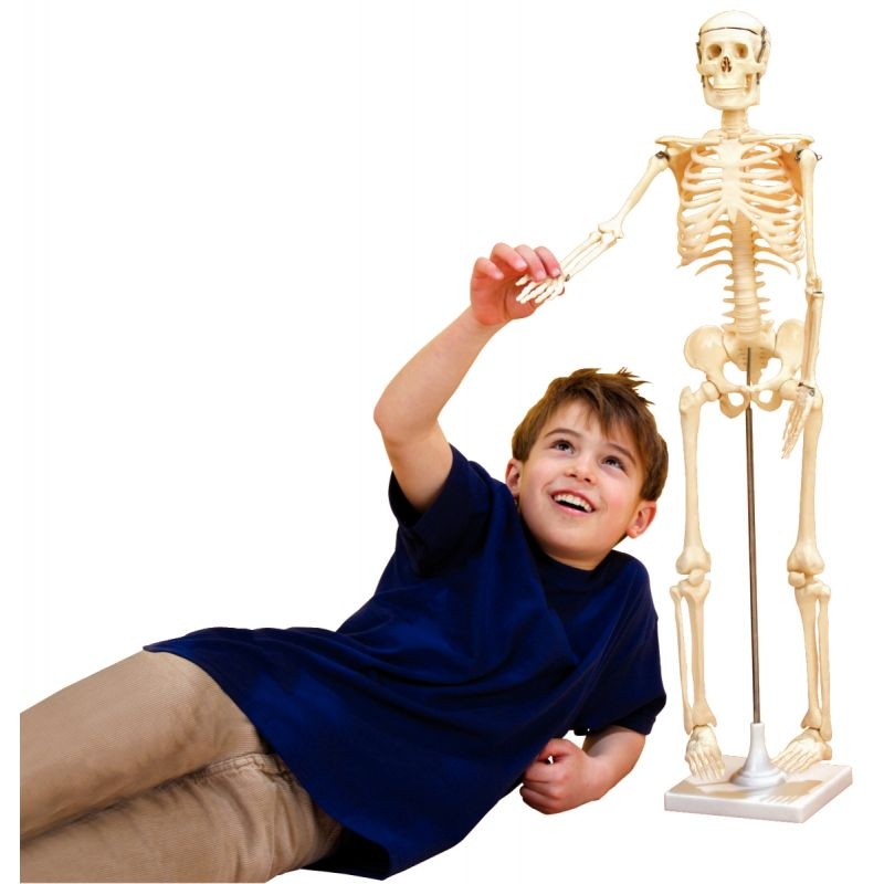 Squelette humain 80cm